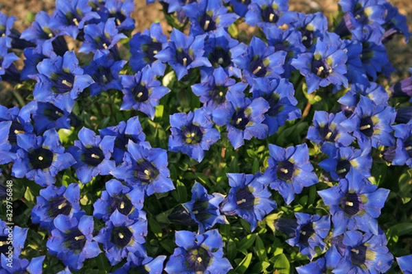 Obraz blue flowers background