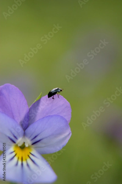 Obraz beetle on flower
