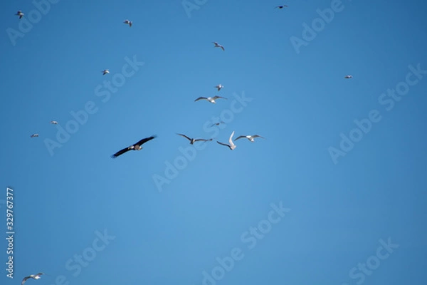 Fototapeta 白頭鷲がカモメ達に追われる様子　　　バンク－バ－　　ブリティッシュコロンビア　　カナダ　