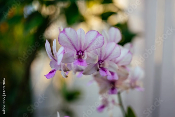Obraz Vietnam Orchids