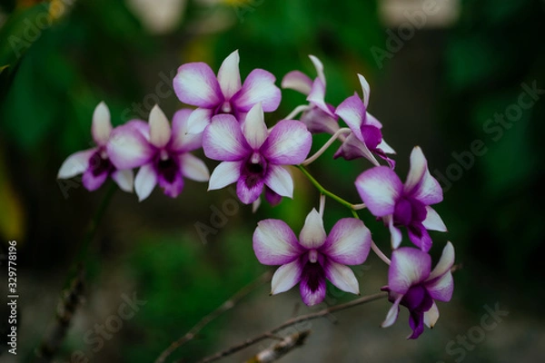 Obraz Vietnam Orchids