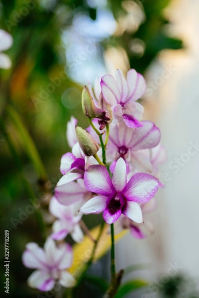 Obraz Vietnam Orchids