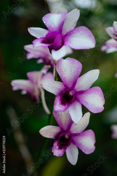 Obraz Vietnam Orchids