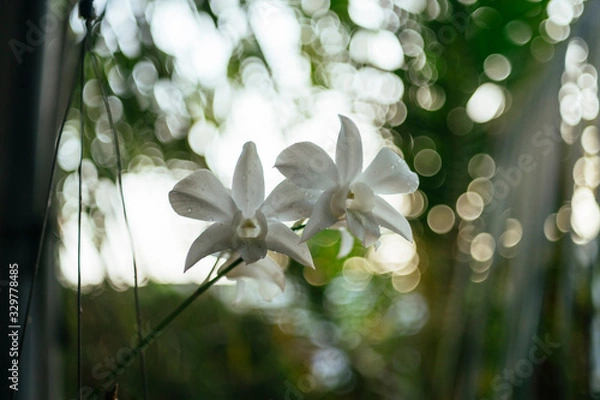 Obraz Vietnam Orchids