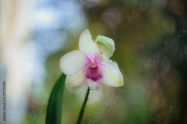 Obraz Vietnam Orchids