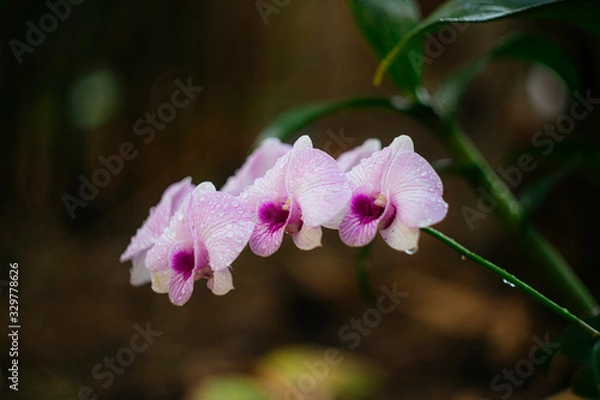 Obraz Vietnam Orchids