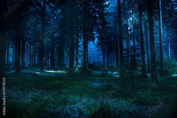 Obraz night forest