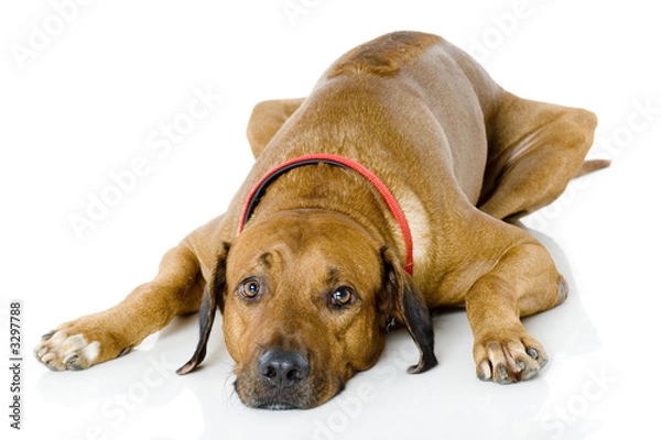 Obraz dog lying down