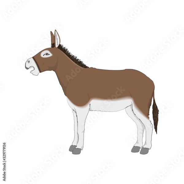 Obraz Donkey Realistic Vectoral Illustration. White Background Isolated.