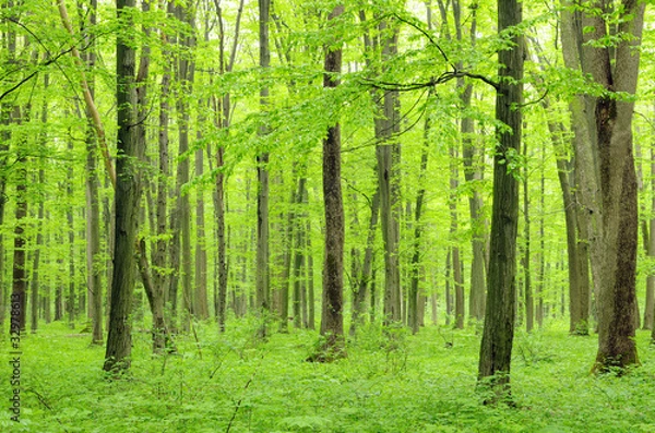 Fototapeta green forest