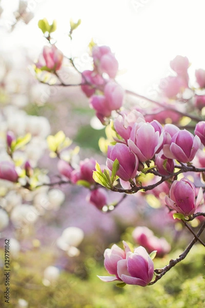 Obraz Blossom magnolia tree with pink and white flowers