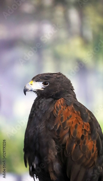 Obraz Falconry. Harris hawk (Parabuteo unicinctus) bird of prey
