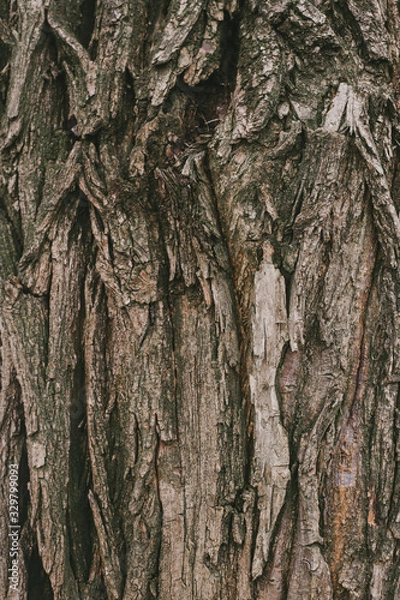 Obraz bark of a tree