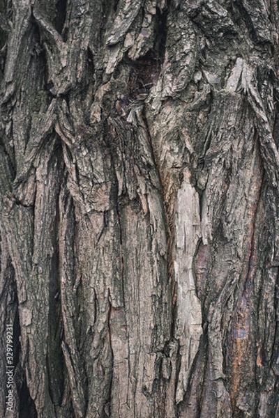 Obraz bark of a tree
