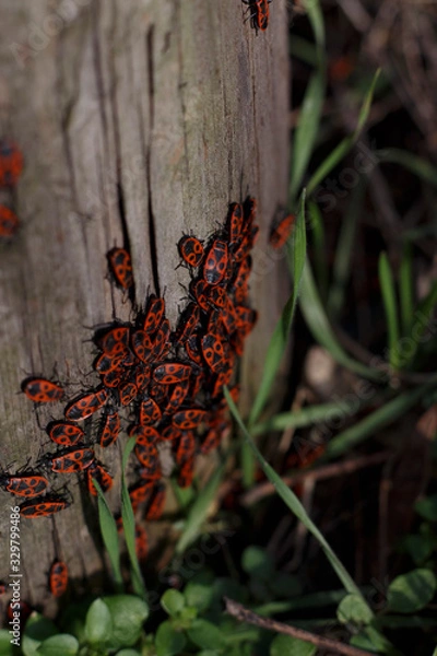 Obraz beetles on the tree