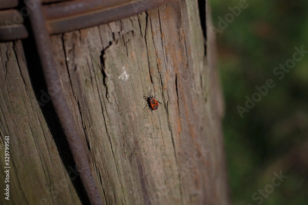 Obraz bug on the tree