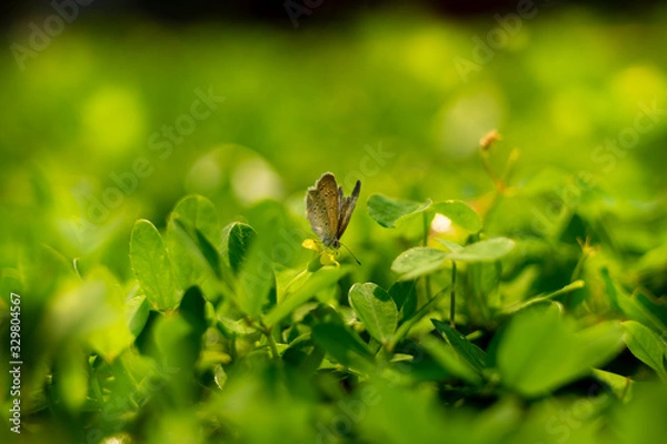 Obraz Beautiful Butterflies