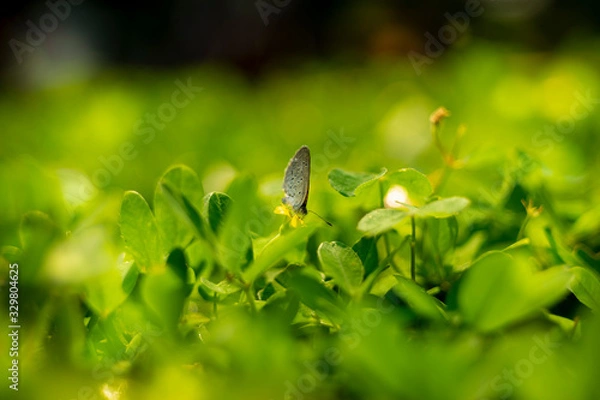 Obraz Beautiful Butterflies