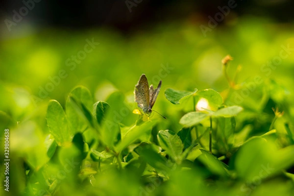 Obraz Beautiful Butterflies