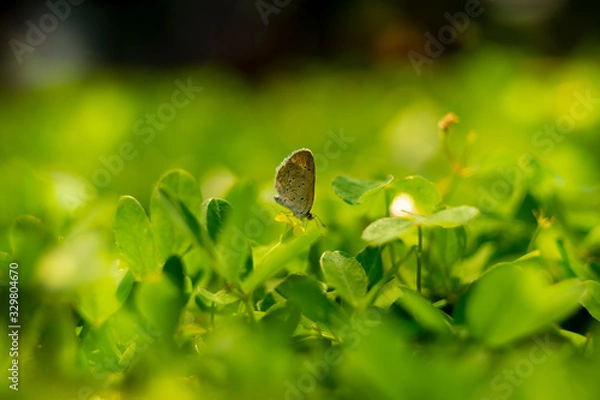 Obraz Beautiful Butterflies