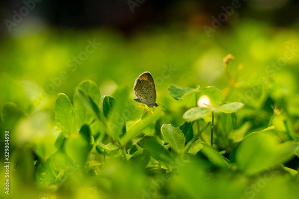 Obraz Macro Photography