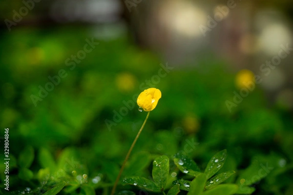 Obraz Macro Photography