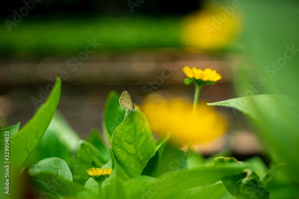 Obraz Macro Photography