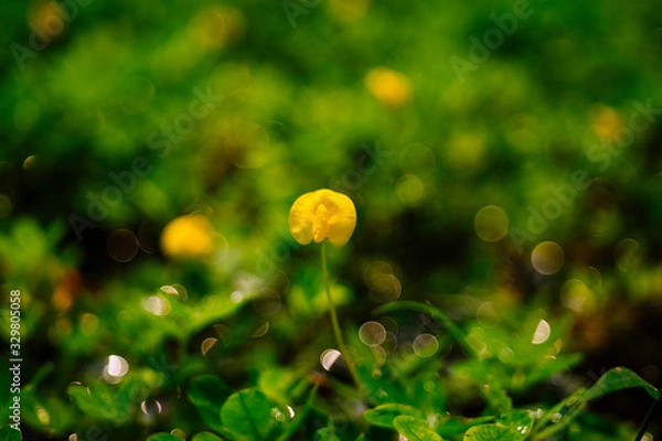 Obraz Macro Photography