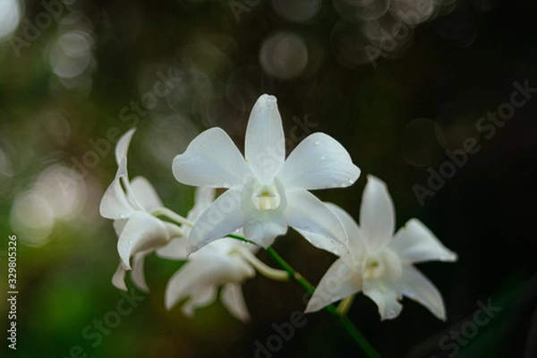 Obraz Vietnam Orchids