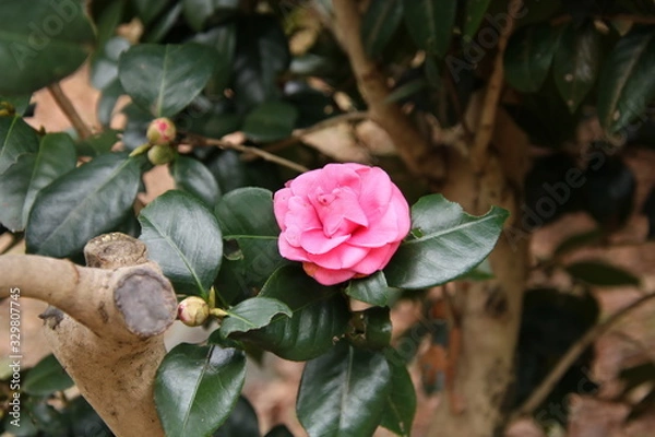 Obraz 椿　紅乙女