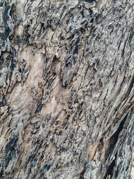 Obraz bark of a tree