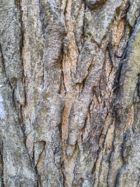 Obraz bark of a tree