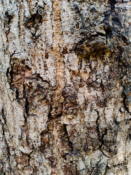 Obraz bark of a tree