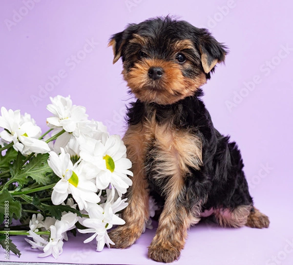Obraz A small dog of the Yorkshire Terrier breed in a box on a light background.