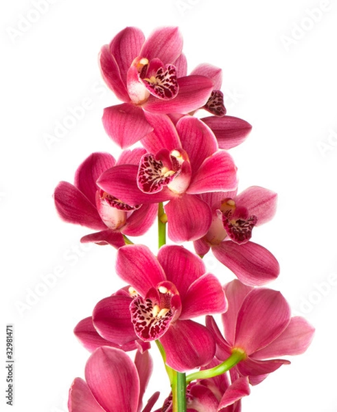 Fototapeta phalaenopsis