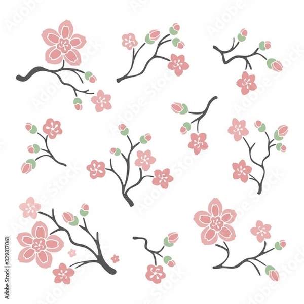 Fototapeta Vector sakura branch illustration isolated on white background. Set of Japanese cherry blossoms with flowers.