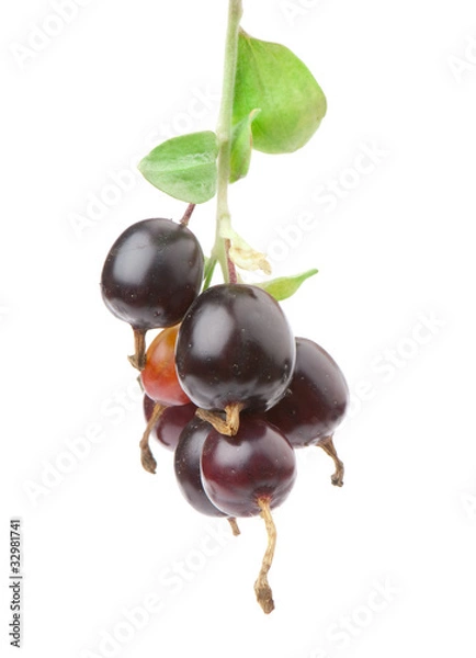 Fototapeta Ribes  nidigrolaria