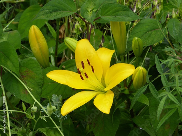 Fototapeta flower 花