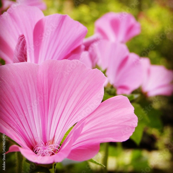 Fototapeta flower 花