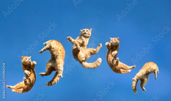 Obraz jumping cat shot on clear sky