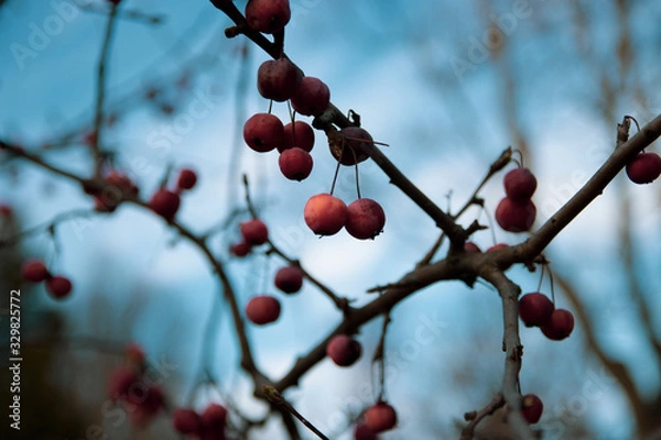 Obraz red berries on branch