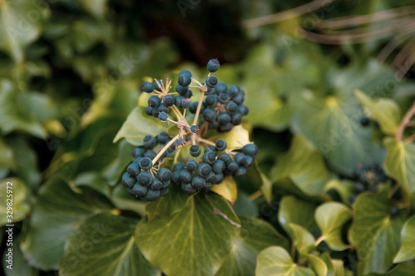 Obraz blackberry on a branch