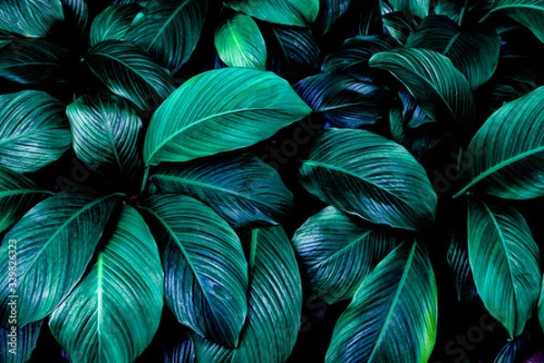 Fototapeta leaves of Spathiphyllum cannifolium, abstract green texture, nature background, tropical leaf