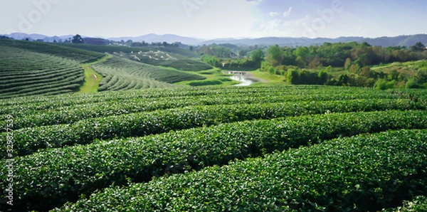 Fototapeta green tea1