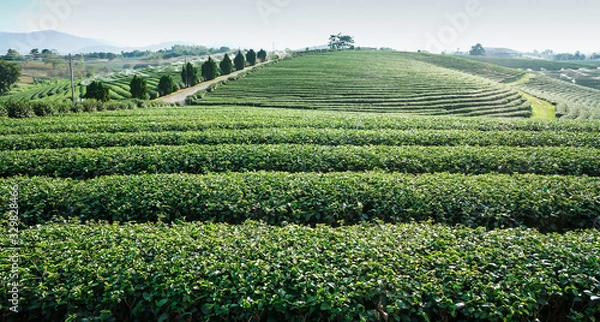 Fototapeta green tea3