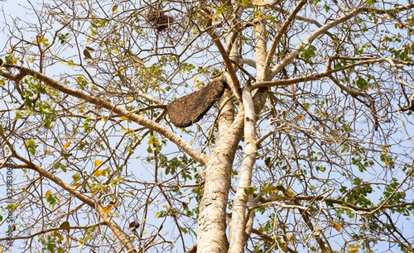 Fototapeta beehive 1