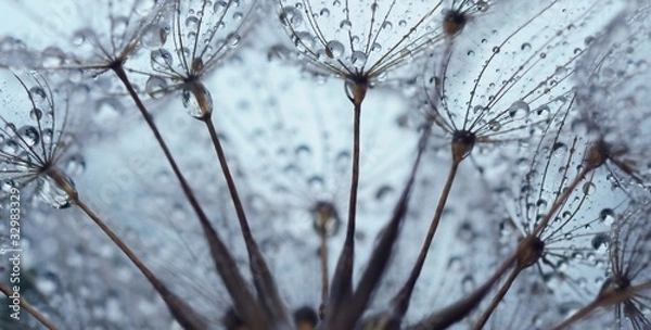 Obraz Dandelion seed with drops