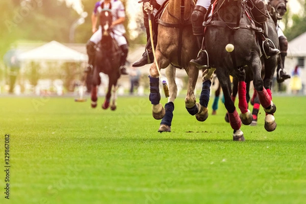 Fototapeta Polo horses run at the game. Big plan. Horses legs wrapped with bandages to protect against hammer kick. Ball took off in front of player