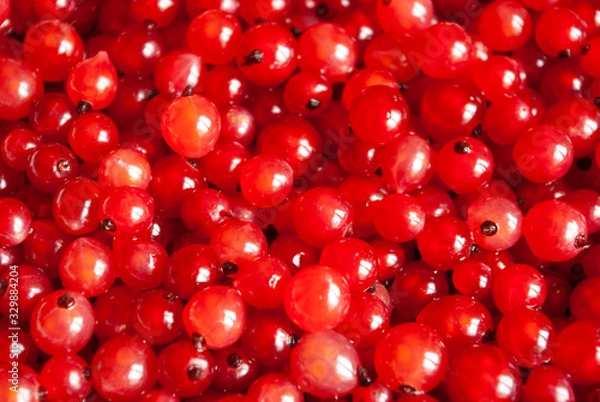 Fototapeta Bright red berries background. Freshly gathered currant. Close-up.