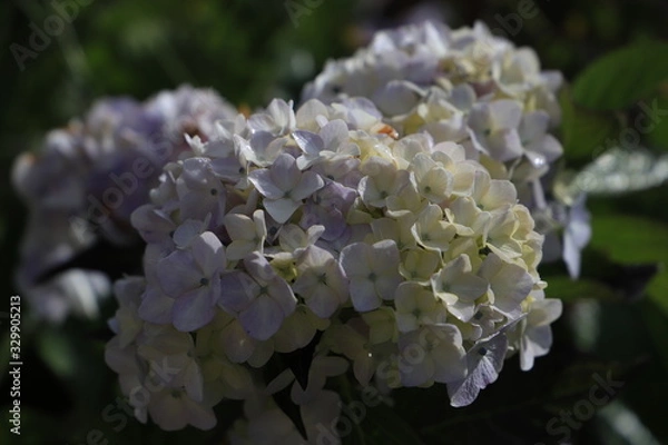 Fototapeta flor violeta con verdoso blanco 